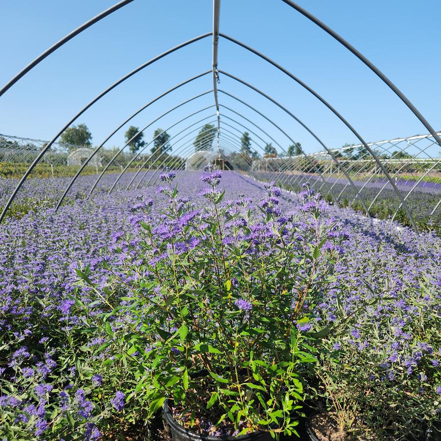 Caryopteris x cland. Dark Knight