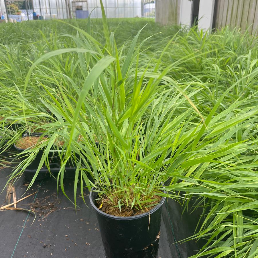 Hakonechloa macra 