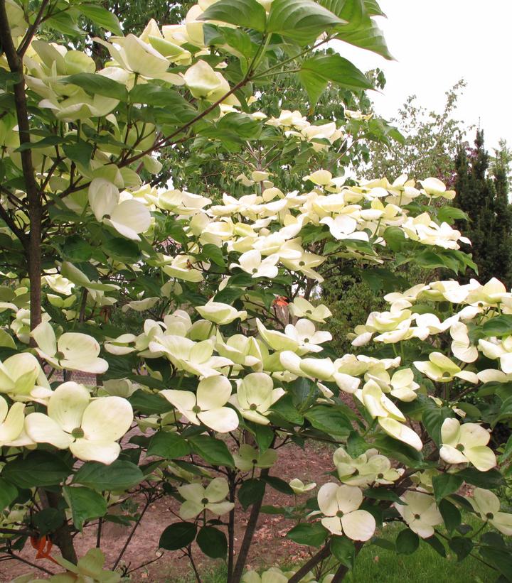 Cornus x Jersey Star® Venus®