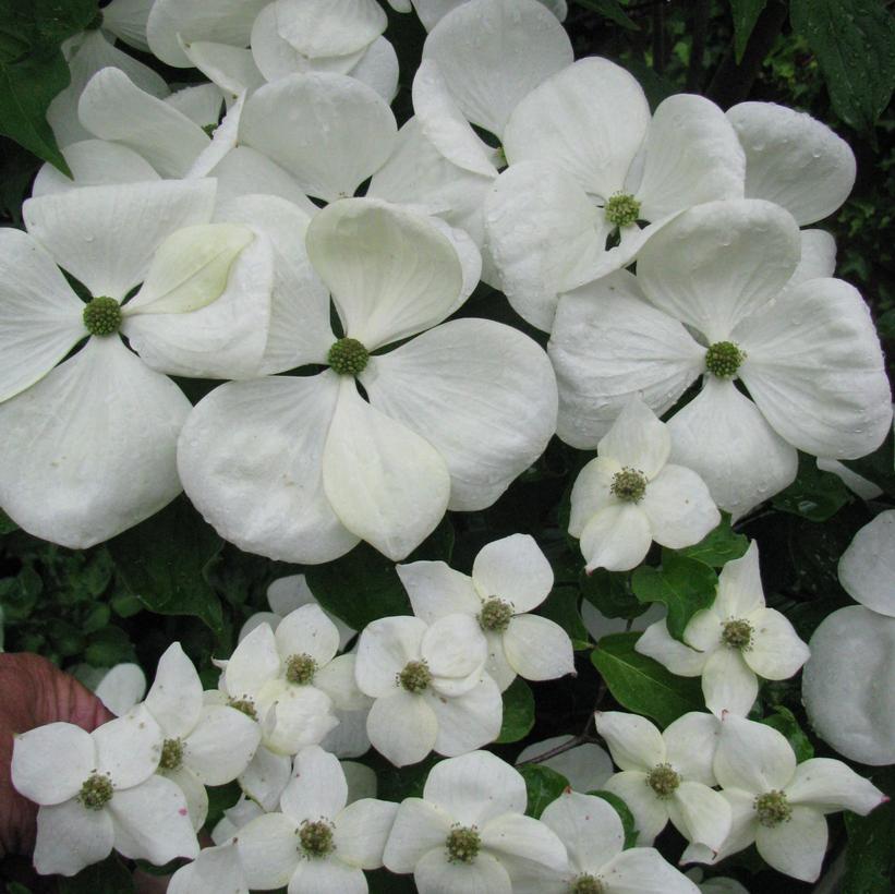 Cornus x Jersey Star® Venus®