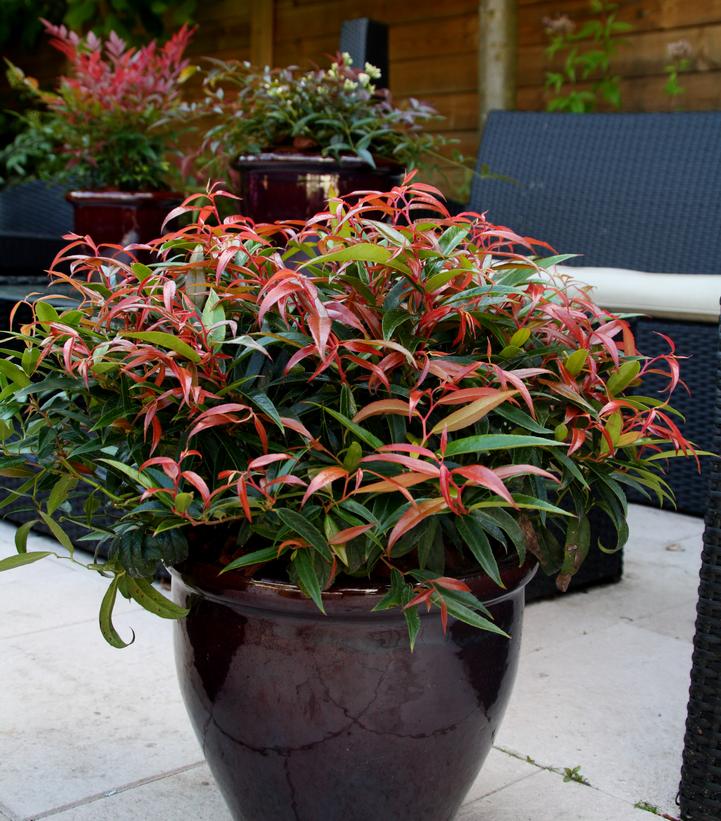 Leucothoe keiskei Leafscape™ Burning Love