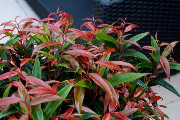 Leucothoe keiskei Leafscape™ Burning Love