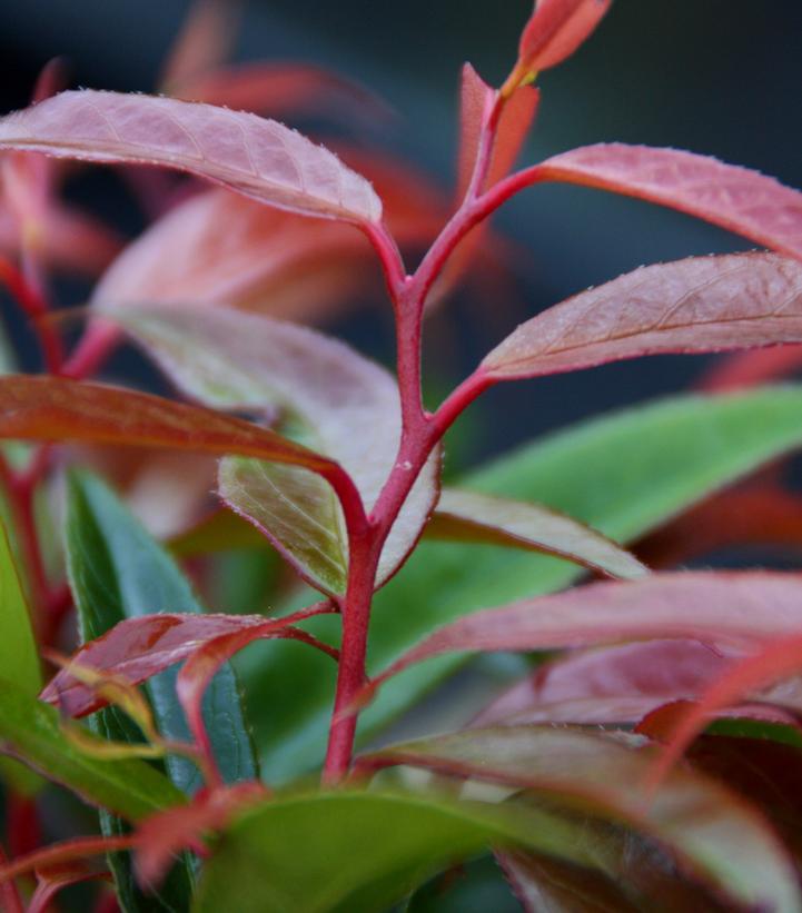 Leucothoe keiskei Leafscape™ Burning Love