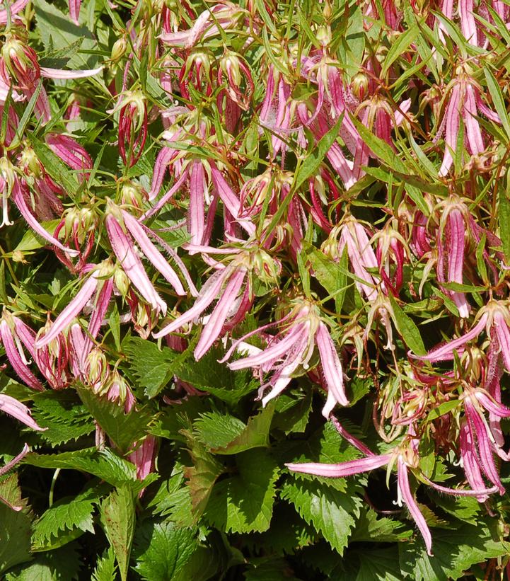 Campanula 'Pink Octopus'