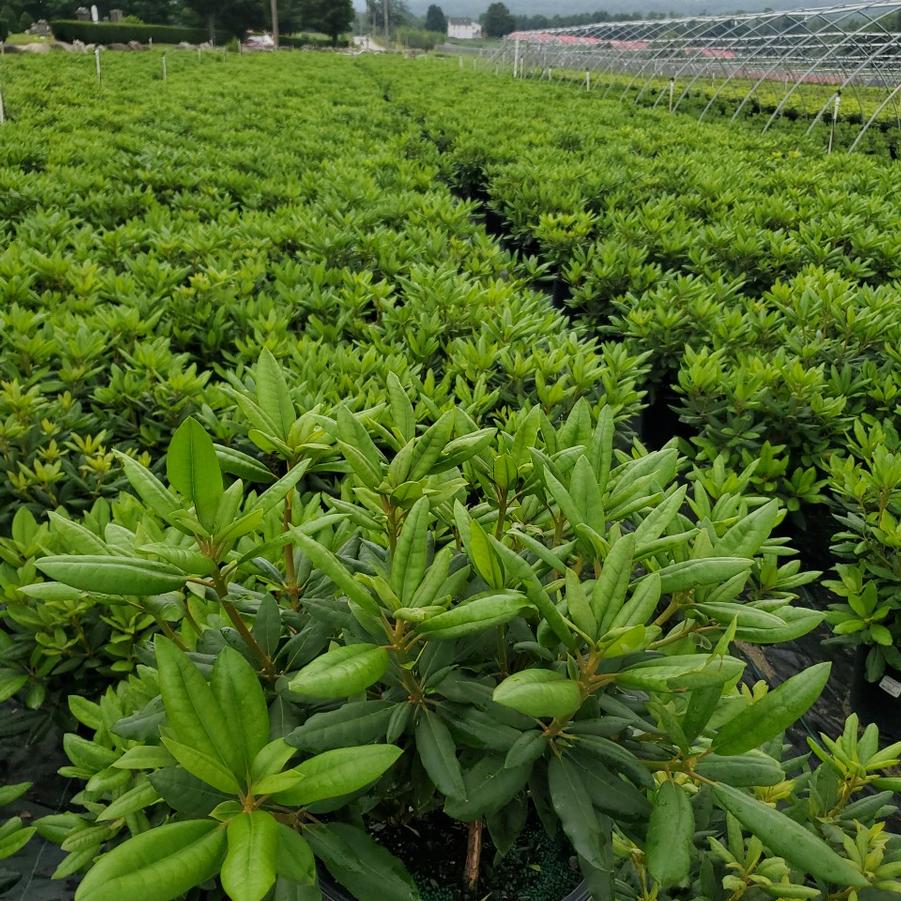 Rhododendron cat. Roseum Elegans