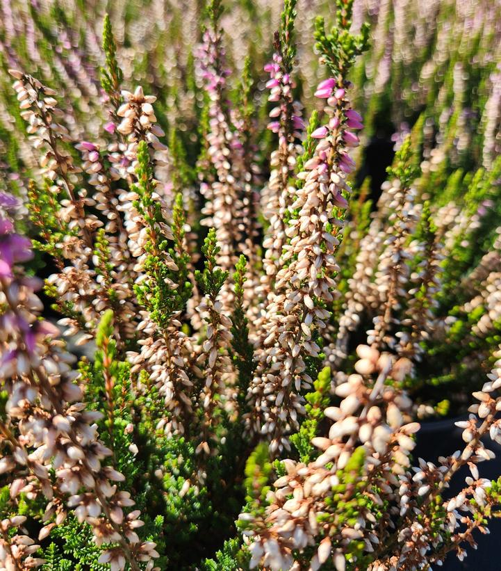 Calluna vulgaris Beauty Ladies® 'Michelle'