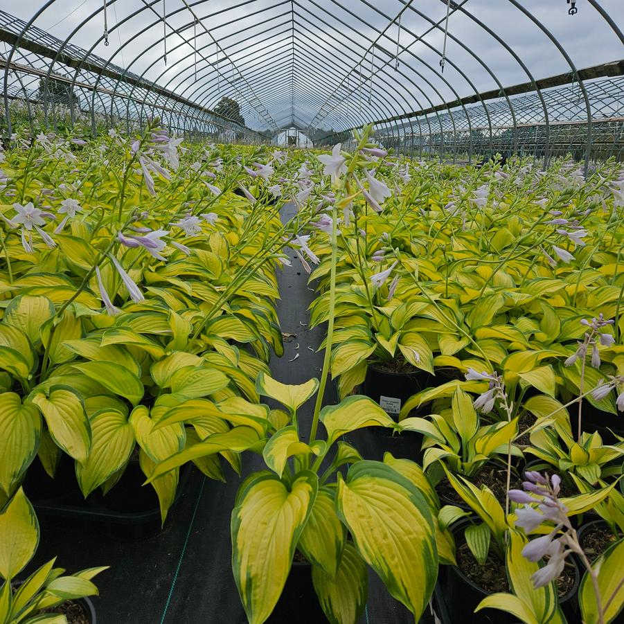 Hosta 'Stained Glass'