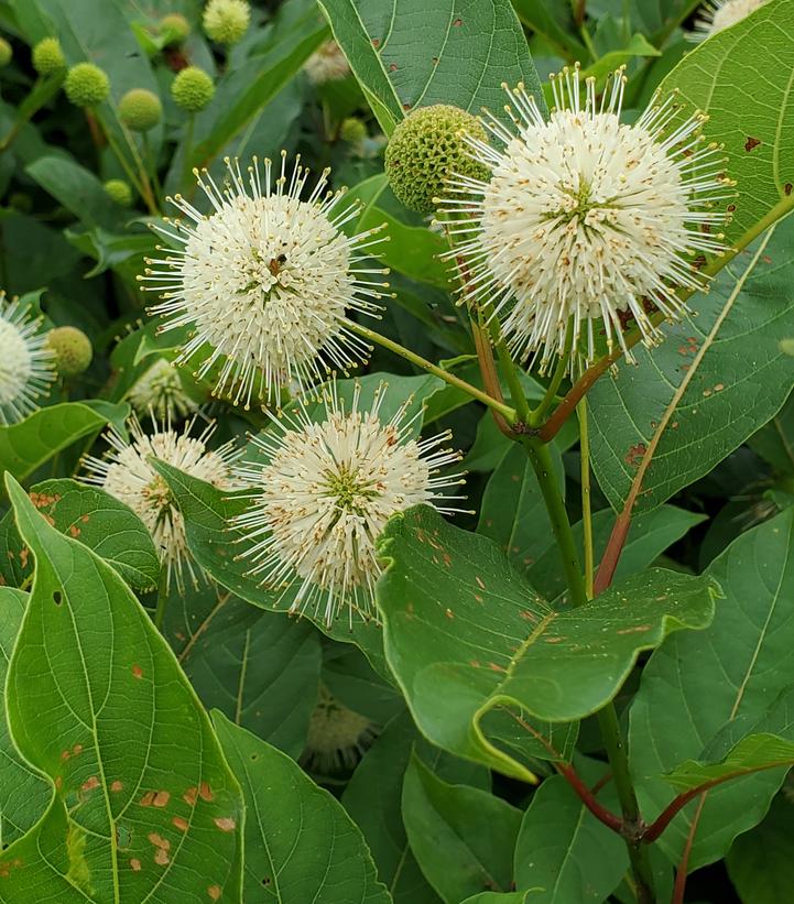 Cephalanthus occidentalis Magical® 'Moonlight'