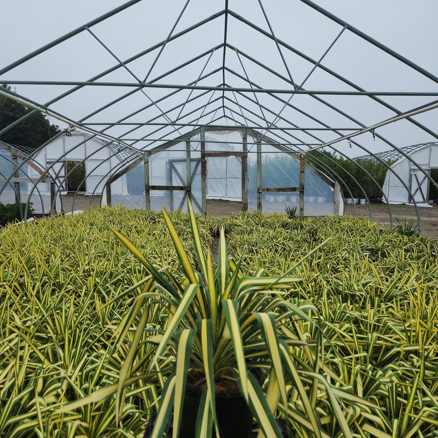 Yucca filamentosa Color Guard