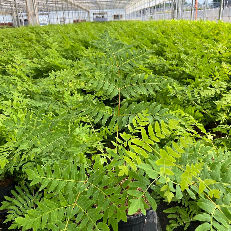 Osmunda regalis 