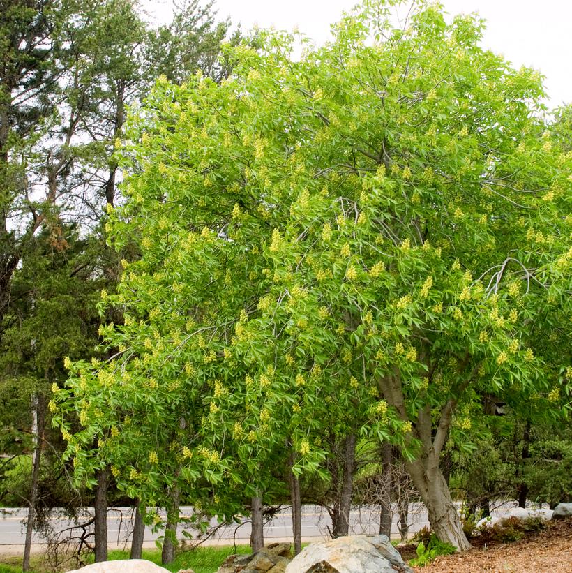 Aesculus glabra 