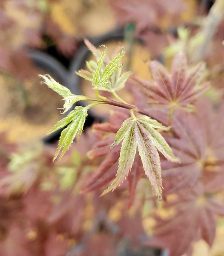 Acer palmatum 'Cider Hill'