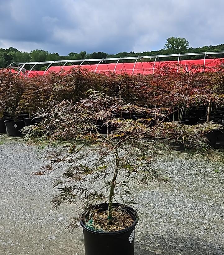 Acer palmatum dissectum 'Crimson Queen'