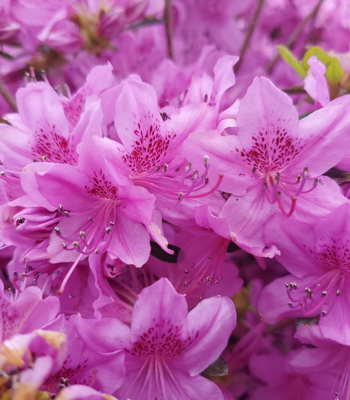 Azalea yedoense var. poukhanense 'Compacta'