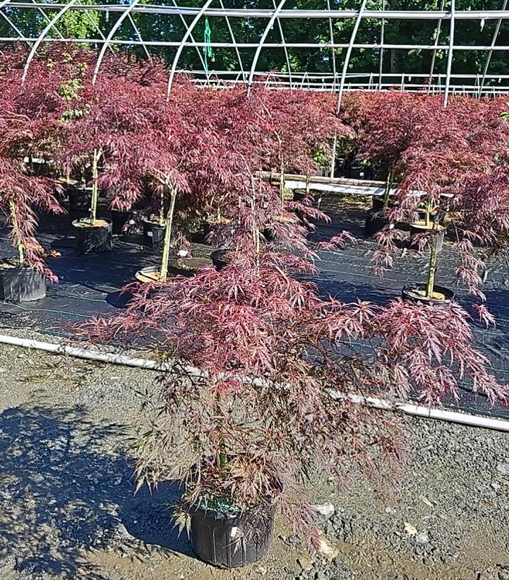 Acer palmatum dissectum 'Crimson Queen'