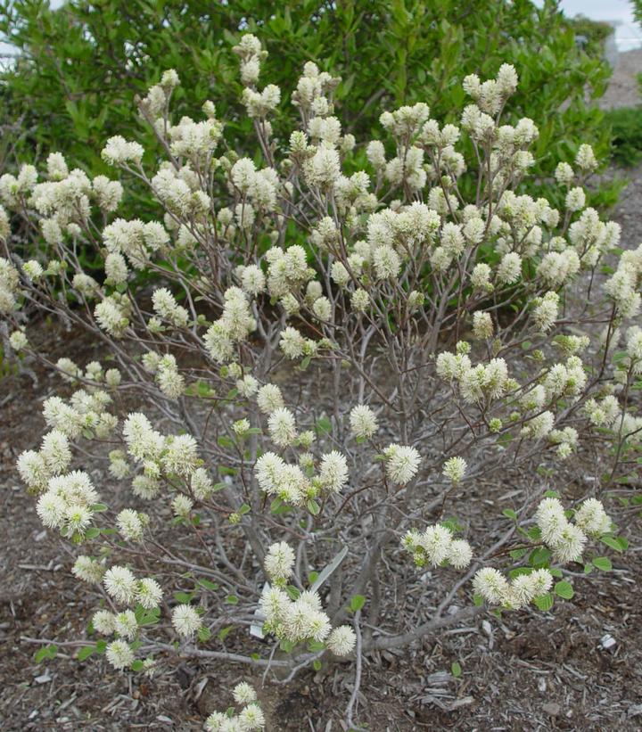 Fothergilla gardenii 