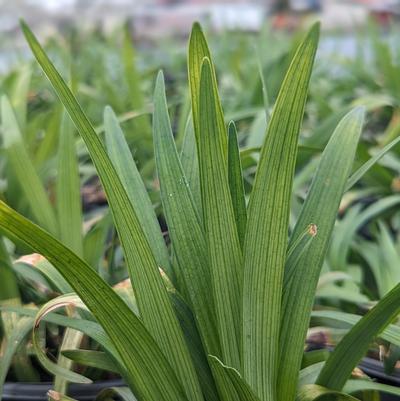 Liriope muscari 'Big Blue'