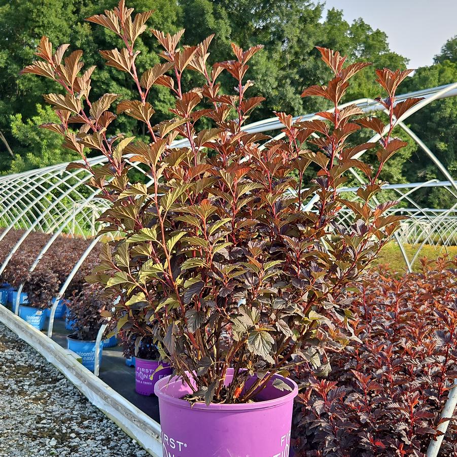 Physocarpus opulifolius Fireside®