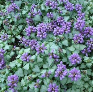 Lamium 'Purple Dragon'