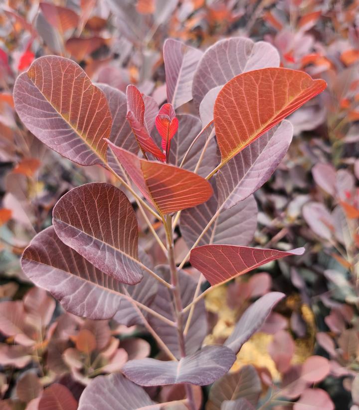 Cotinus coggygria Winecraft Black®