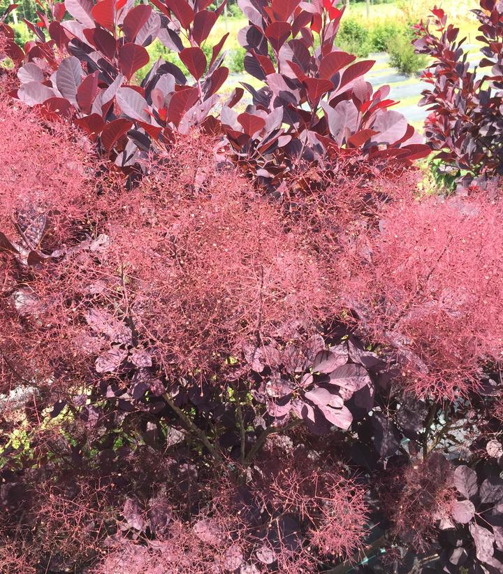 Cotinus coggygria Winecraft Black®