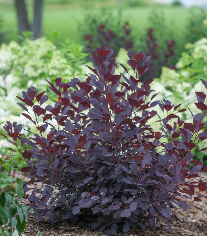 Cotinus coggygria Winecraft Black®