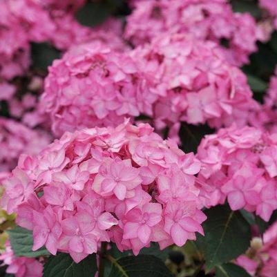 Hydrangea mac. subsp. serrata Let's Dance Can Do®