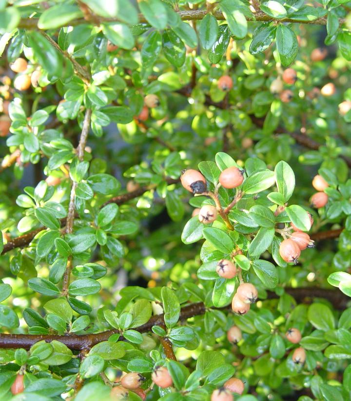 Cotoneaster dammeri Coral Beauty