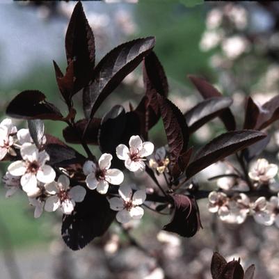 Prunus x cistena 