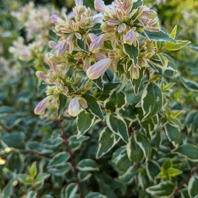 Abelia x grandiflora 'Radiance'