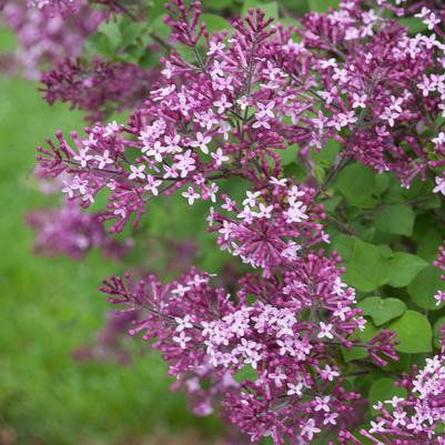 Syringa x Bloomerang® Bloomerang® Dark Purple