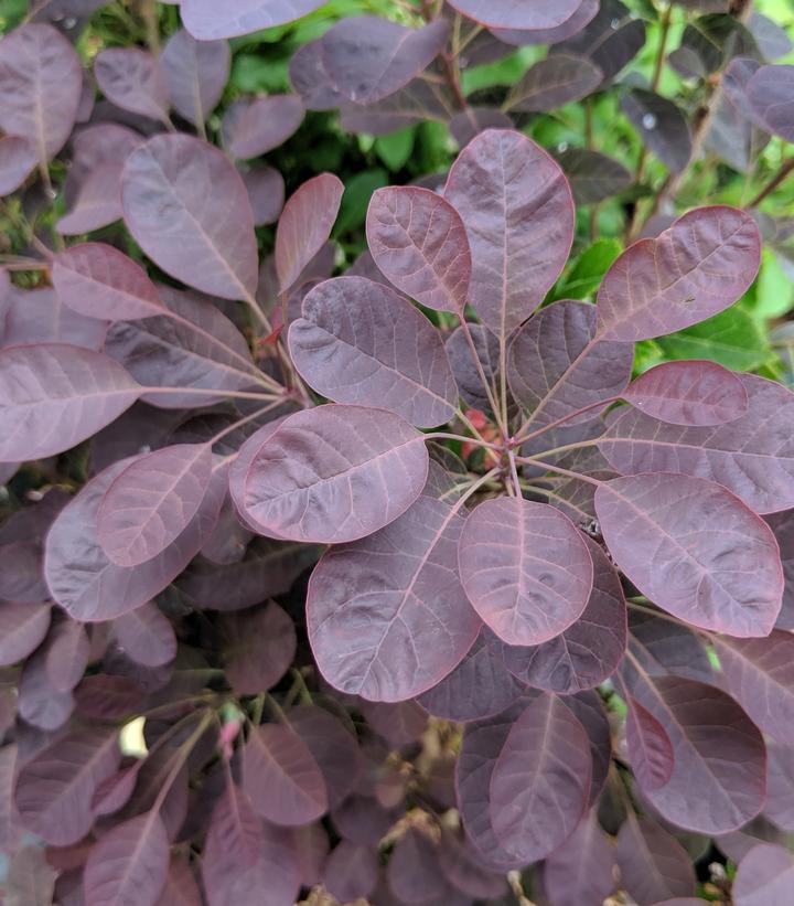 Cotinus coggygria Velveteeny™