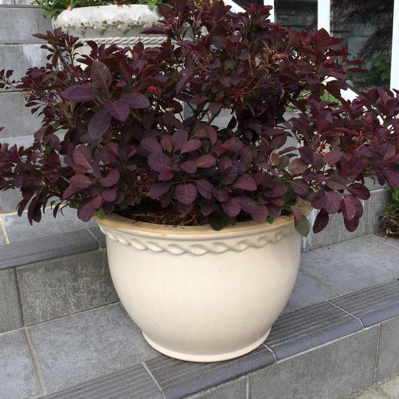 Cotinus coggygria Velveteeny™