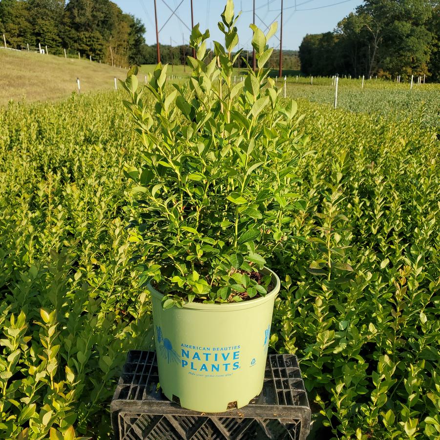 Vaccinium corymbosum 'Northland'