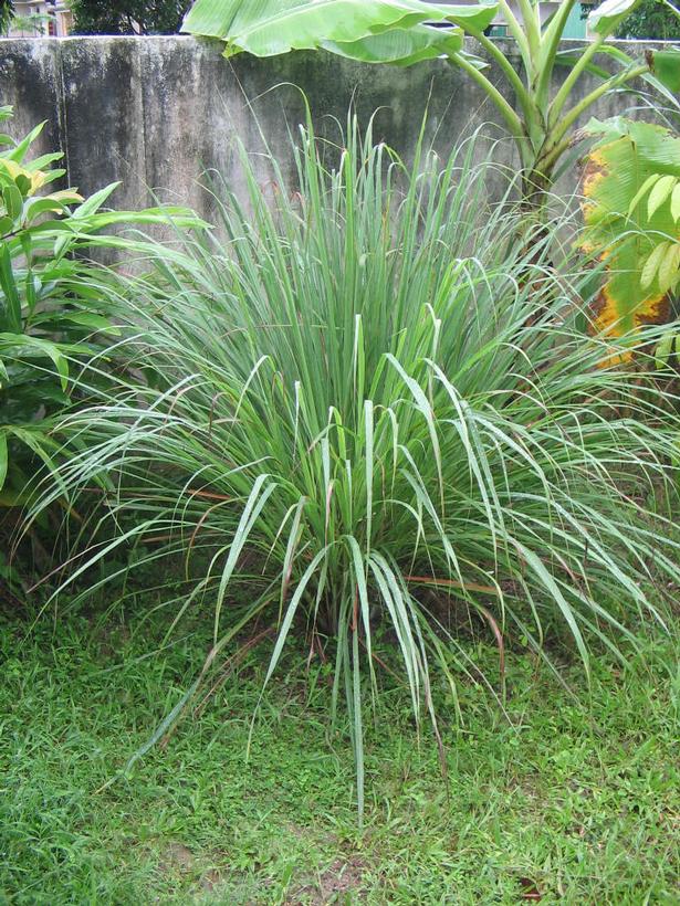 Cymbopogon citratus 