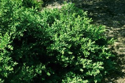 Buxus microphylla var. japonica Green Velvet