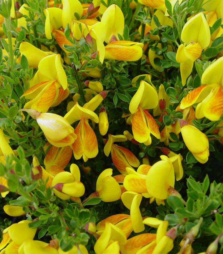 Cytisus Madame Butterfly