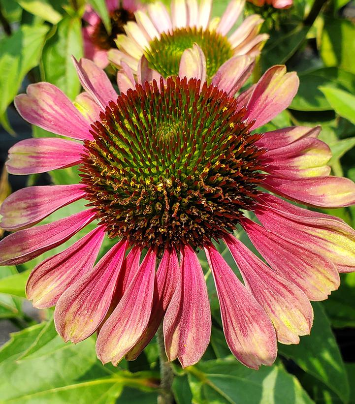 Echinacea Green Twister