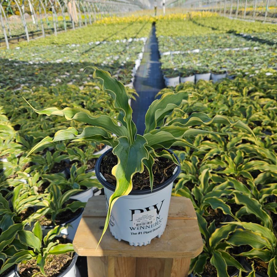 Hosta Shadowland® 'Voices in the Wind'