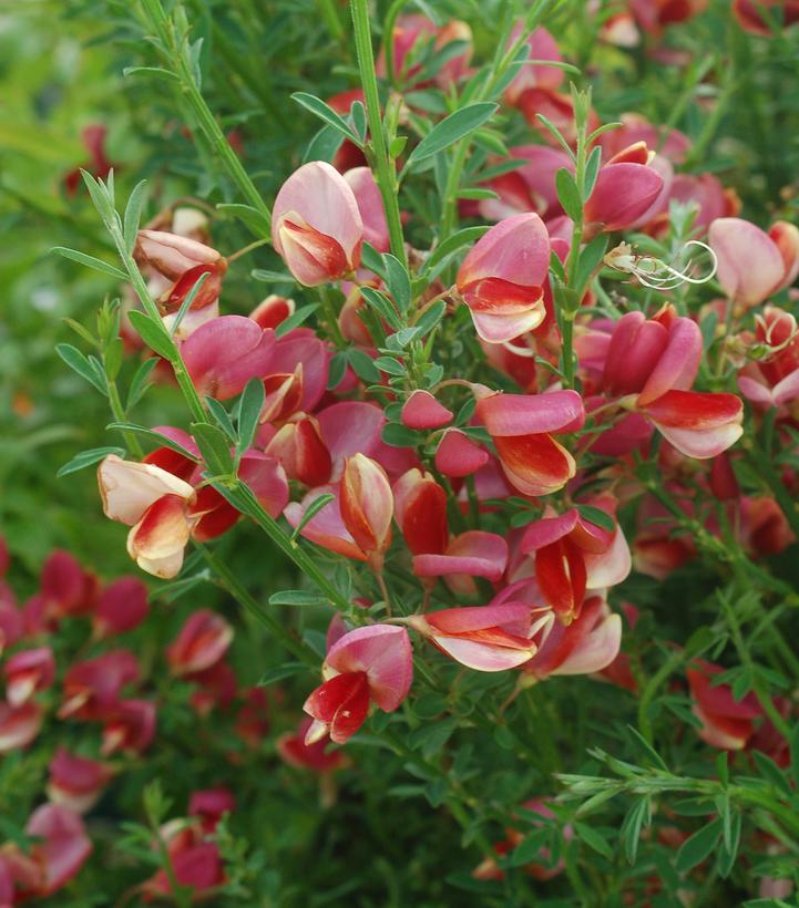 Cytisus sco. Burkwoodii