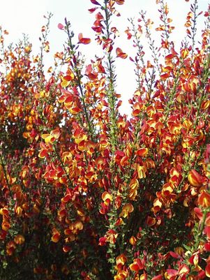 Cytisus x scoparius 'Lena'