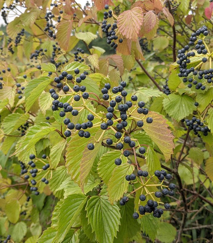 Viburnum dentatum 