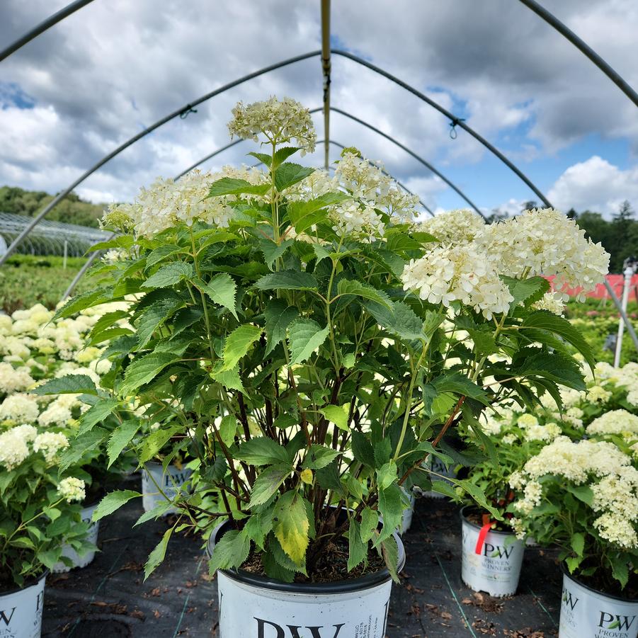 Hydrangea arborescens Invincibelle Limetta®