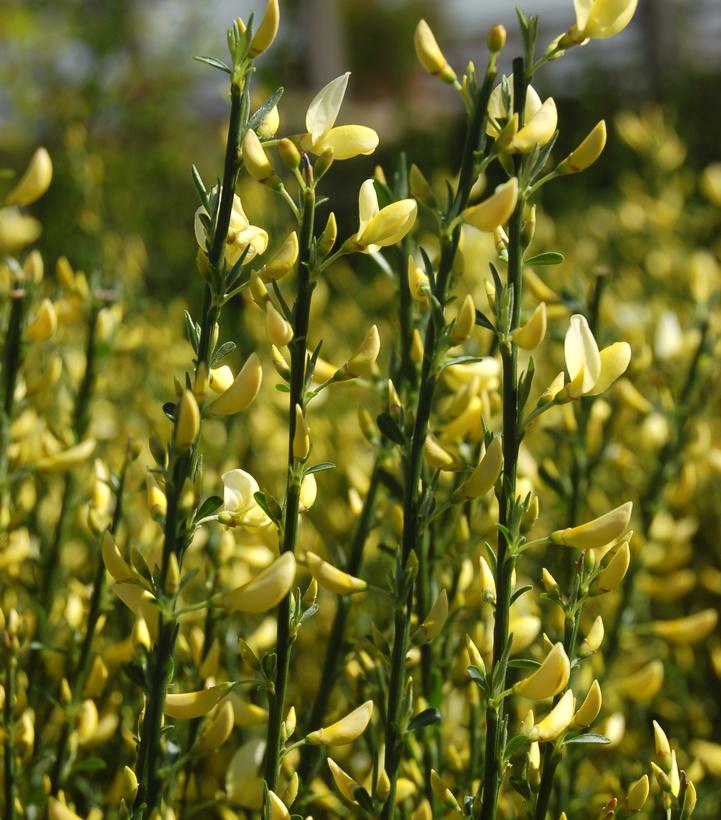 Cytisus sco. Moonlight