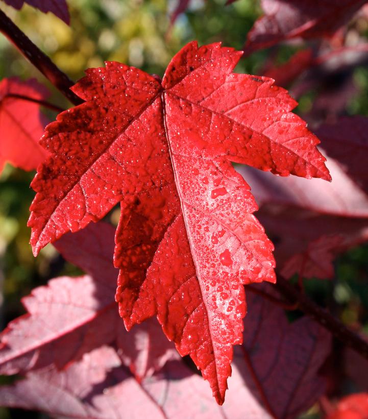 Acer rubrum Redpointe®