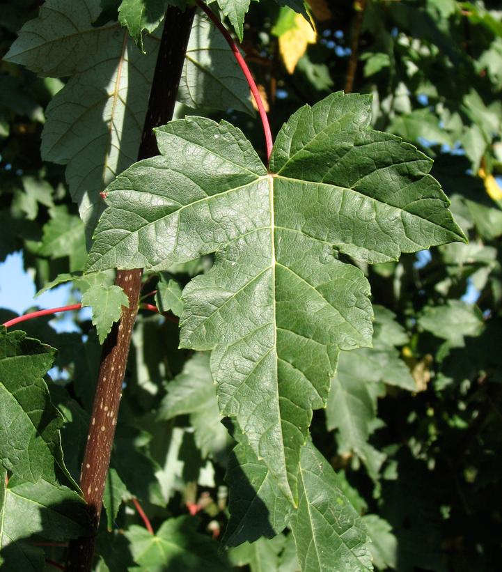 Acer rubrum Redpointe®