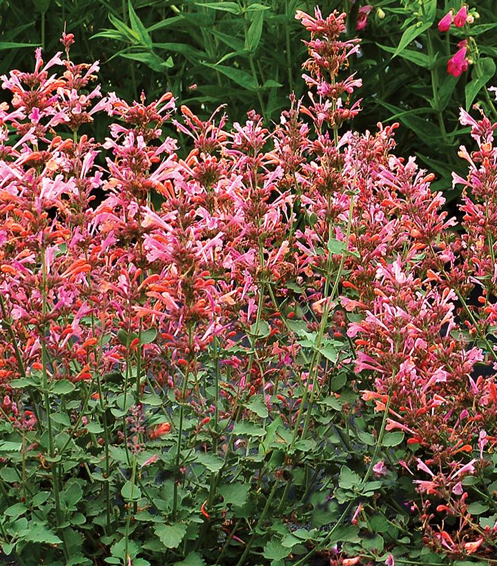 Agastache Kudos™ Ambrosia