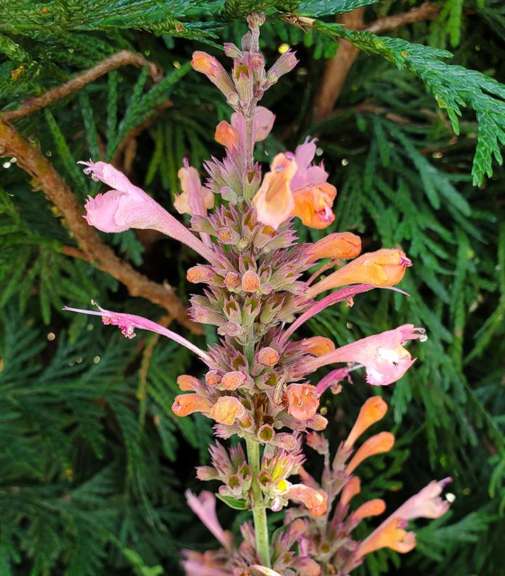 Agastache Kudos™ Ambrosia