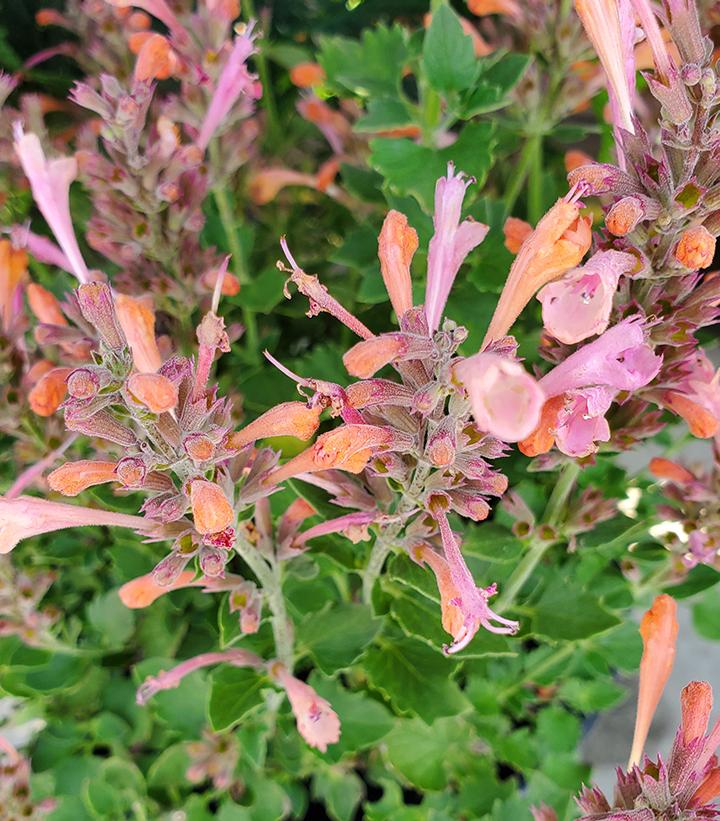 Agastache Kudos™ Ambrosia