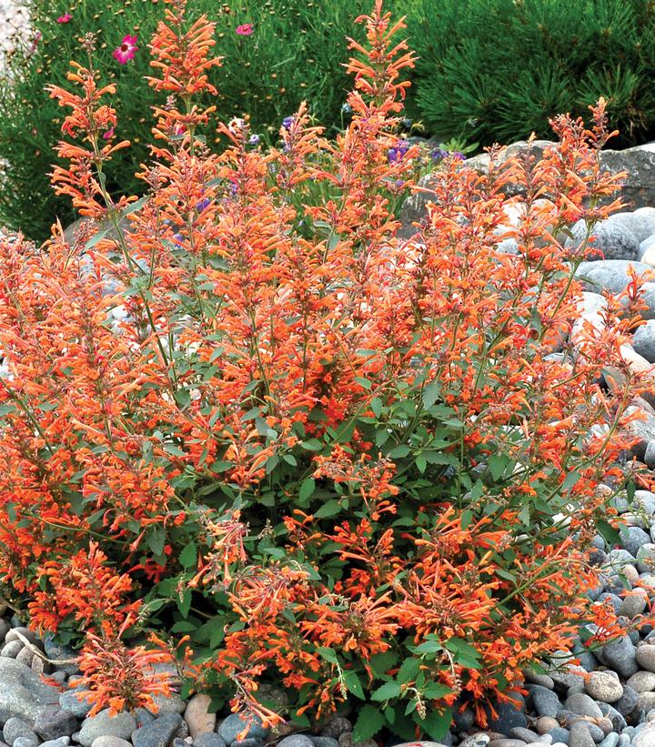 Agastache Kudos™ Mandarin